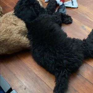 Meet your Posher, Samuel